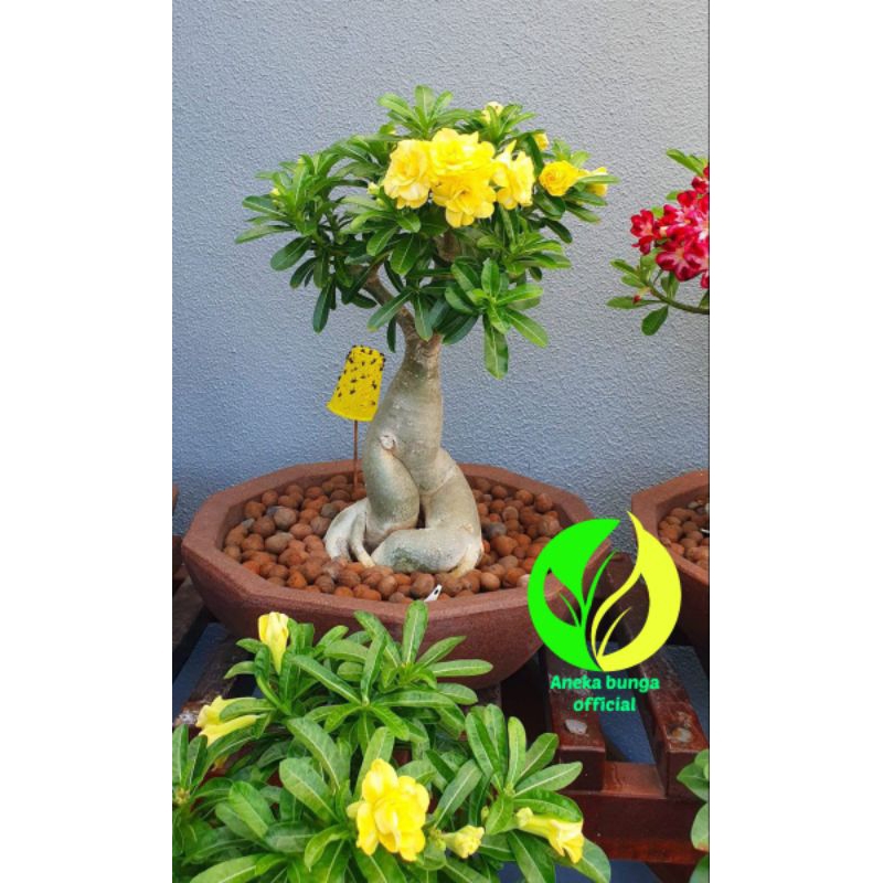 Bibit adenium tumpuk kuning melow / tanaman Kamboja jepang tumpuk