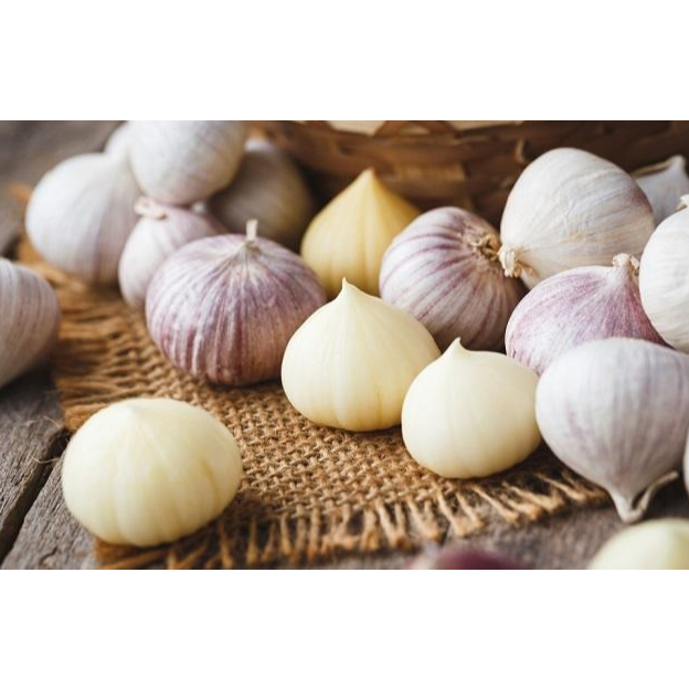 

Bawang Putih Tunggal / Ukuran Sedang / Tanggung Berkualitas
