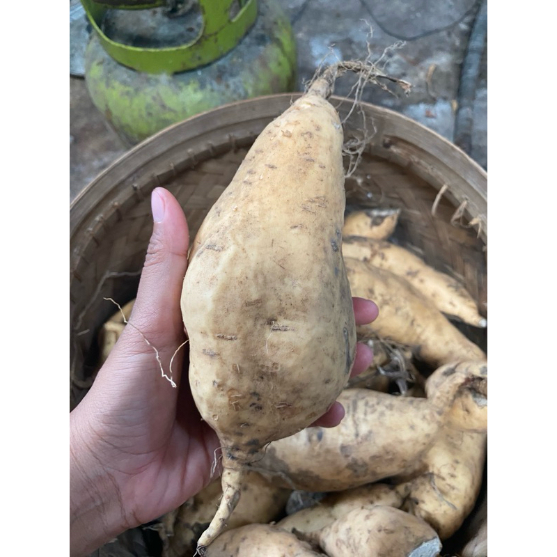 

UBI CILEMBU / UBI MADU MENTAH