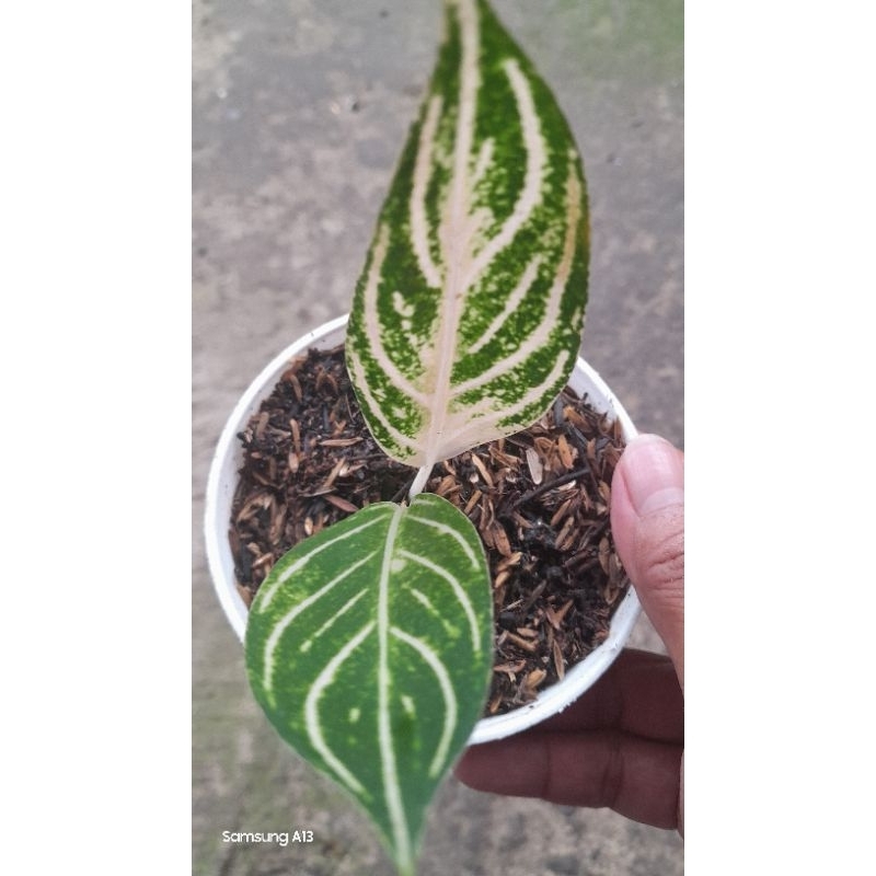 Aglonema POS White/Pride of Sumatra White (Size Baby Daun 2, Bawa Bonggol) (3)