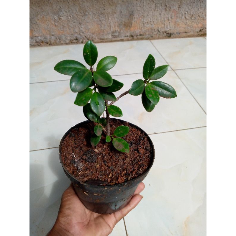 Tanaman bonsai mini beringin korea