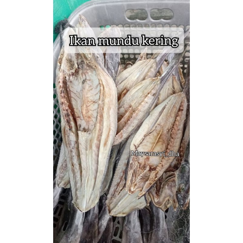 

Ikan Mundu Kering berat 1kg