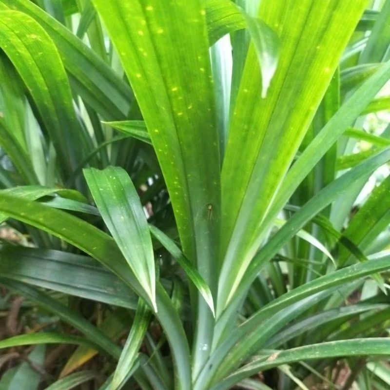 

Daun Pandan Wangi segar 200g