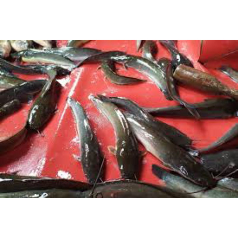 

Ikan Lele 1kg