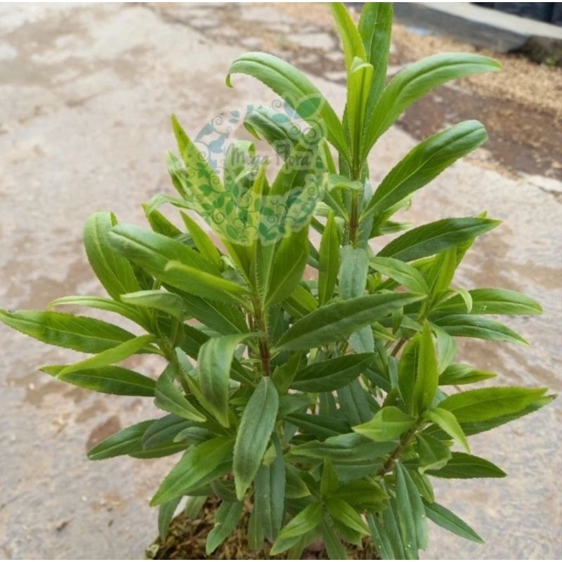 Tanaman Tarragon Bibit Taragon Artemisia Dracunculus Herbs Herbal Teh