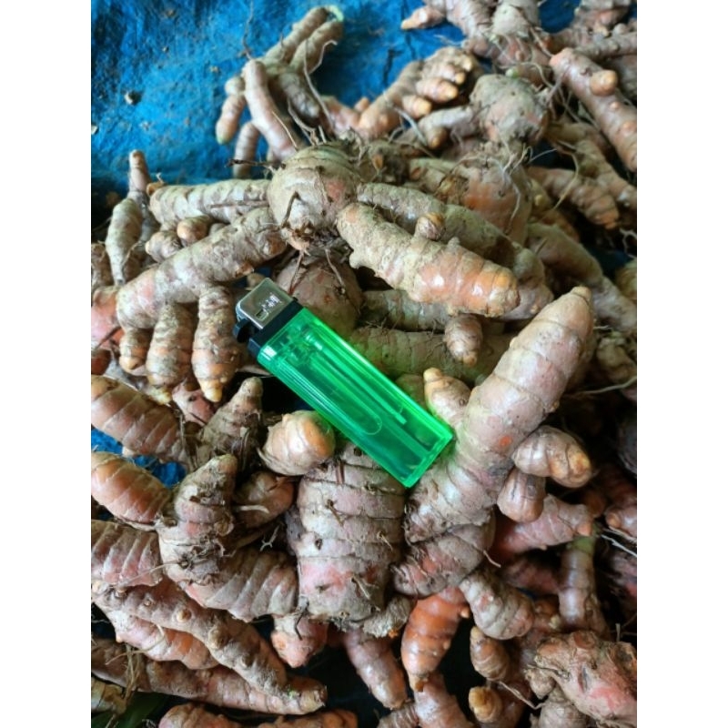 

Kunyit segar bersih, kunir segar 1kg