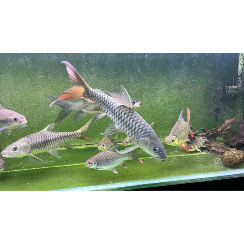 Golden Masheer India/ Tor Puttitora