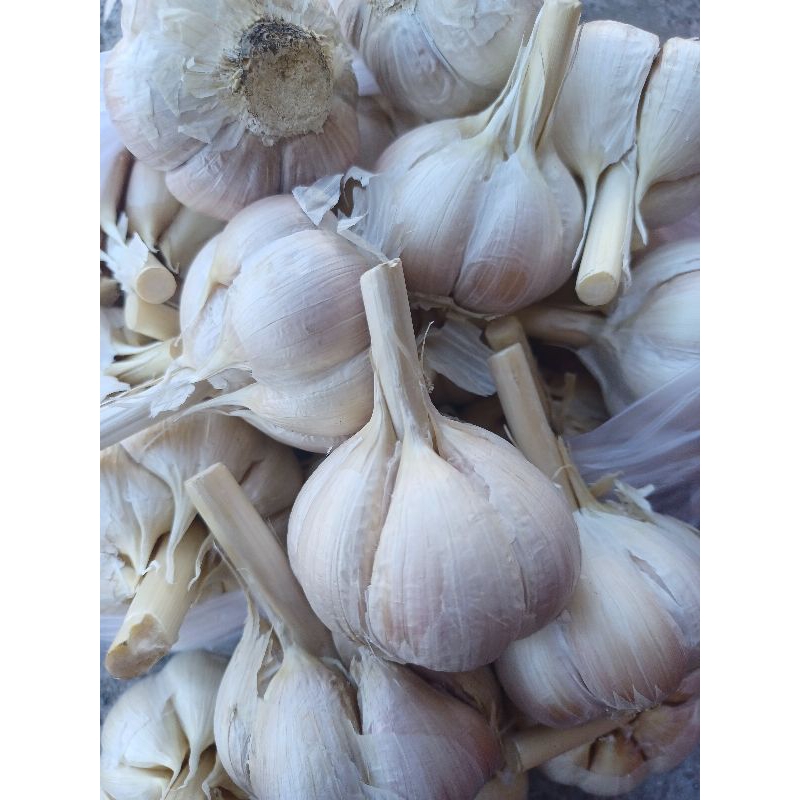 

Bawang Putih Kating Segar Garlic Fresh 500gr 1000gr / 1kg Bumbu Dapur Bahan Masakan
