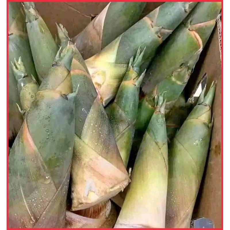 

Rebung fres /bibit bambu/REBUNG BAMBU 2KG FRESH