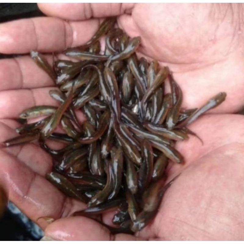 BENIH IKAN GABUS KONSUMSI, UP isi 10 ekor+ pakan maksima beli 1 paket