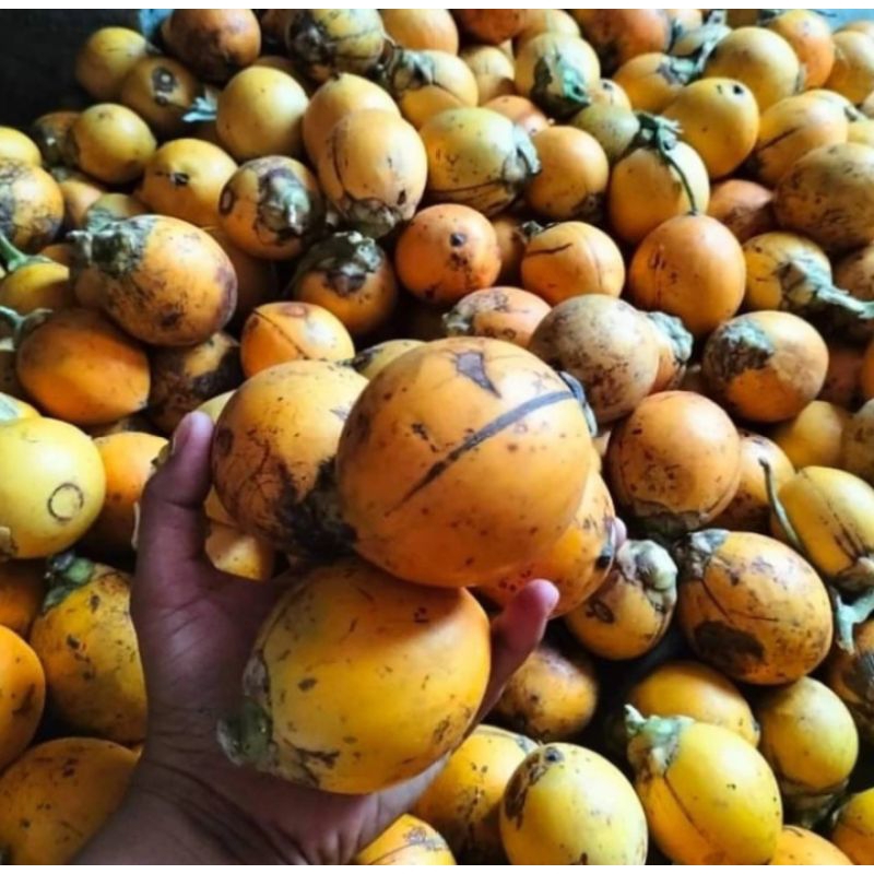 

BUAH PINANG TUA 1KG BERKUALITAS
