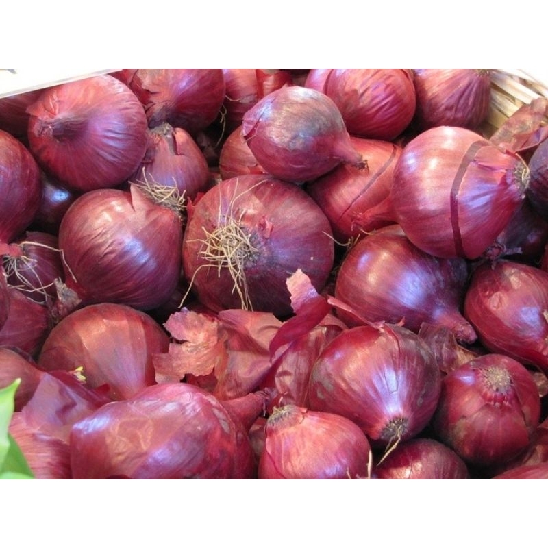 

Bawang merah super-bawang merah brebes