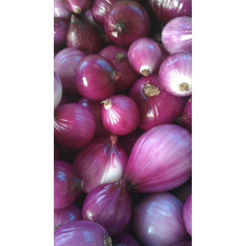 

Bawang merah murah/bawang super/bumbu masak/bawang merah brebes