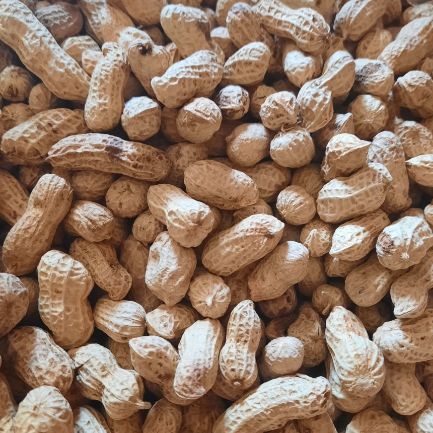 

KACANG KULIT GARING SANGRAI 100 GR / KEMASAN TOPLES MIKA