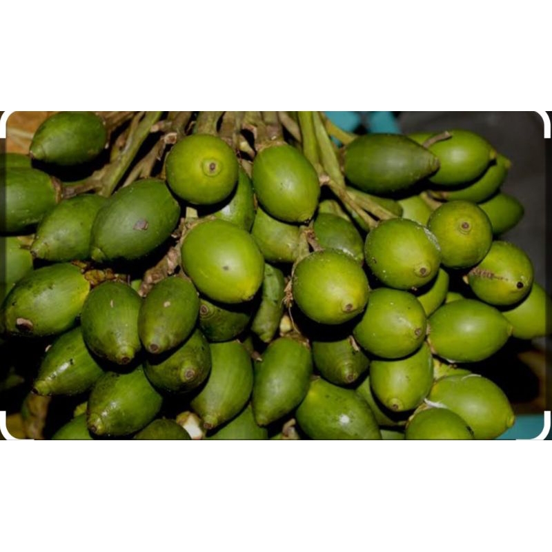 

Buah pinang/jambe muda segar Per Biji