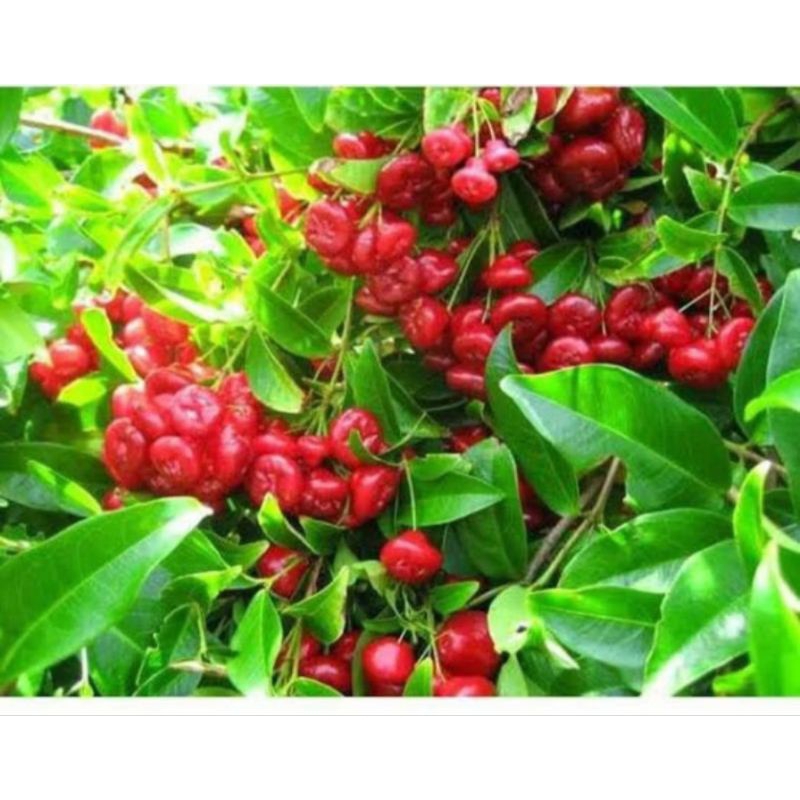 BIBIT JAMBU AIR KANCING SUDAH BERBUNGA/BERBUAH