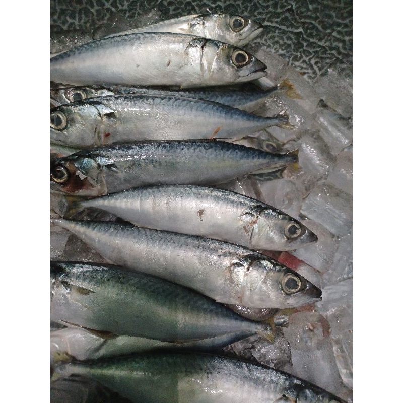 

Ikan Dencis Salem 500gram