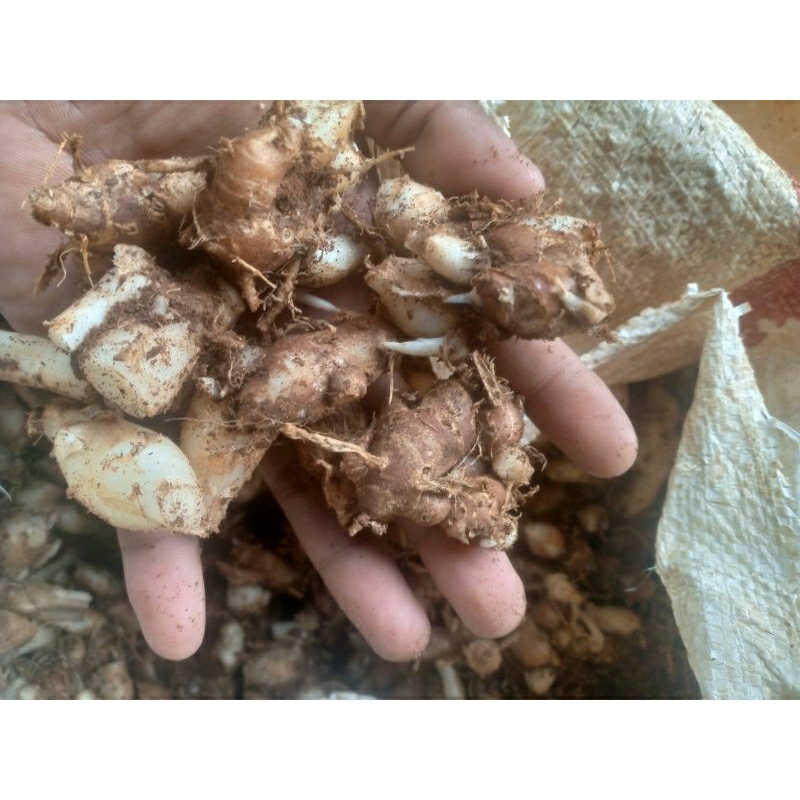 

kencur haji asli subang 1 kg (campuran kencur tua dan kencur muda)