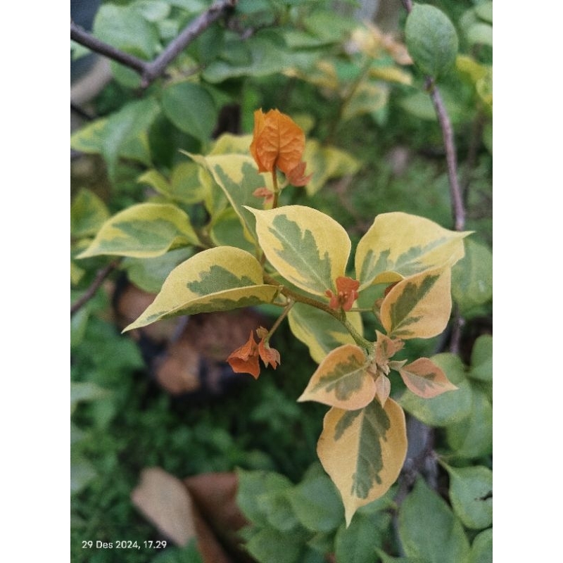 bougenville ori import