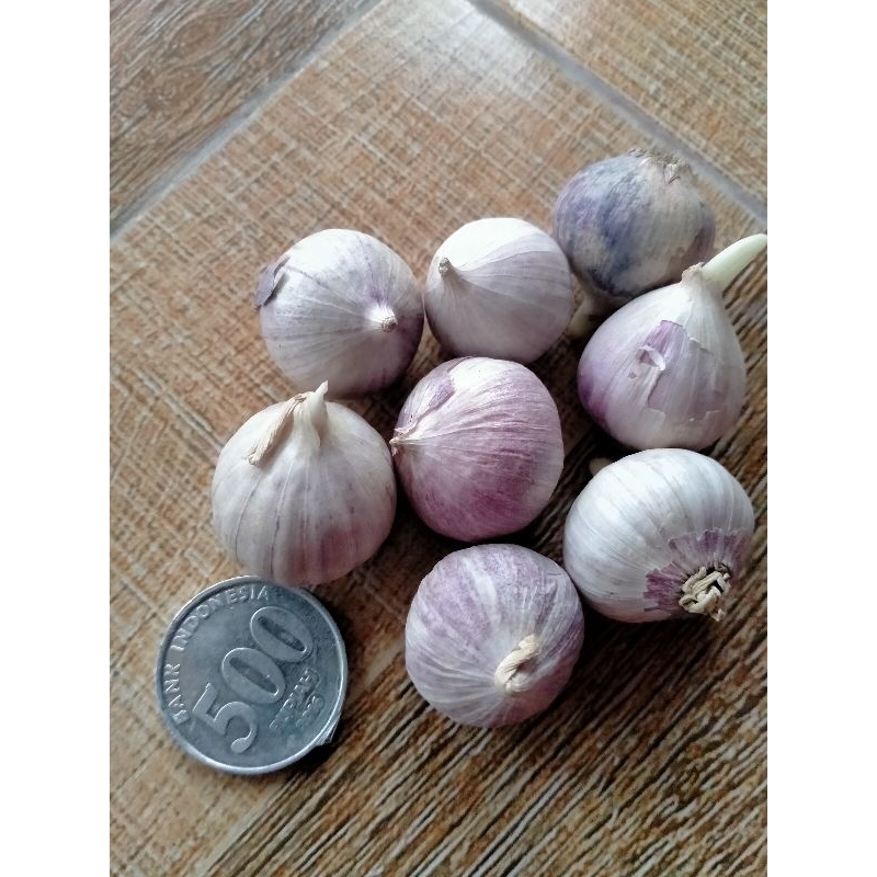 

BAWANG PUTIH TUNGGAL - LANANG- KUALITAS SUPER