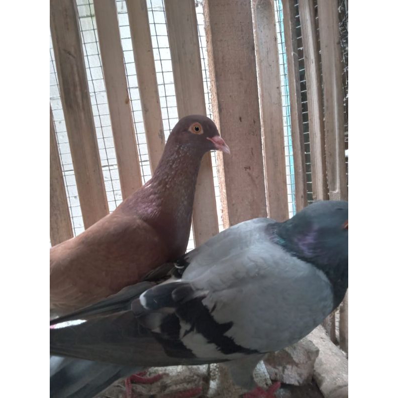 Burung Merpati Sepasang