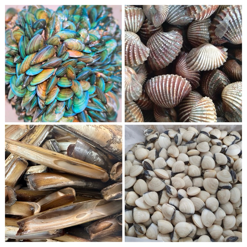 

Kerang Hijau | Kerang Darah Dara | Kerang Bambu | Kerang Tahu Segar fresh 500 gram