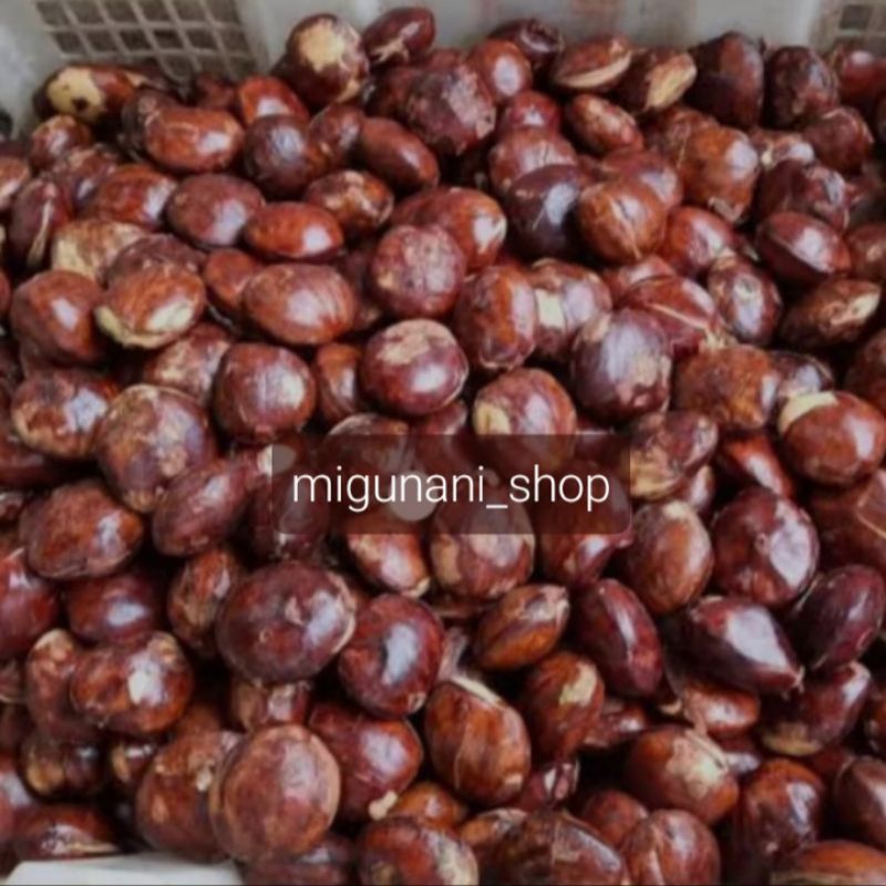

Jengkol tua 1 kg organik segar fresh