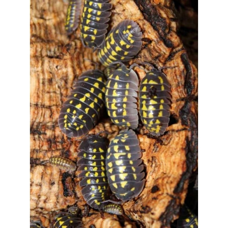Isopod Armadillidium Gestroi (bonus blue powder 3 ekor)