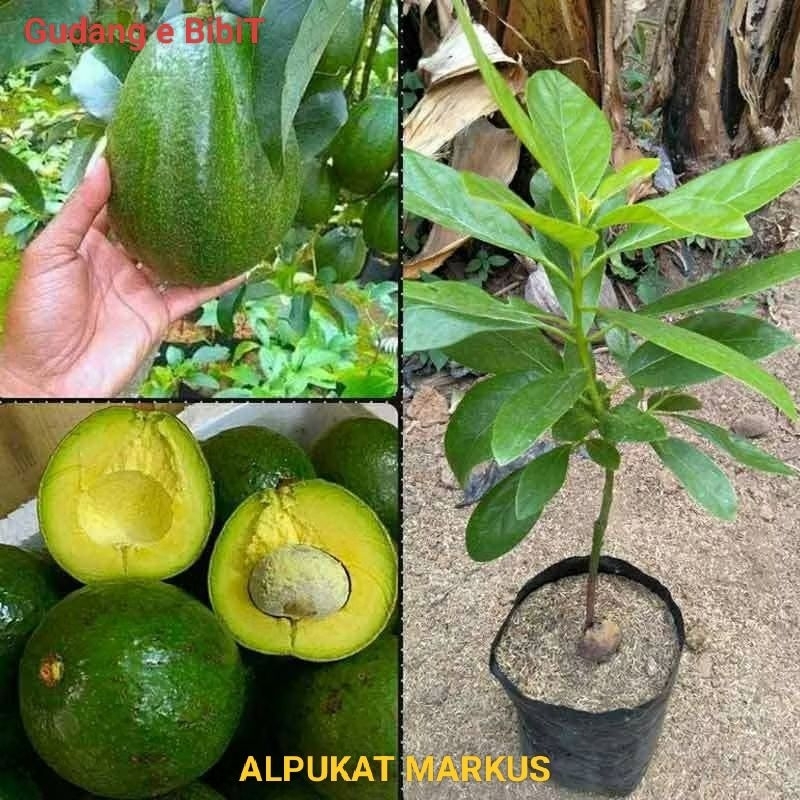 Bibit Alpukat Markus Batang Besar Tua | Alpukat Kendil