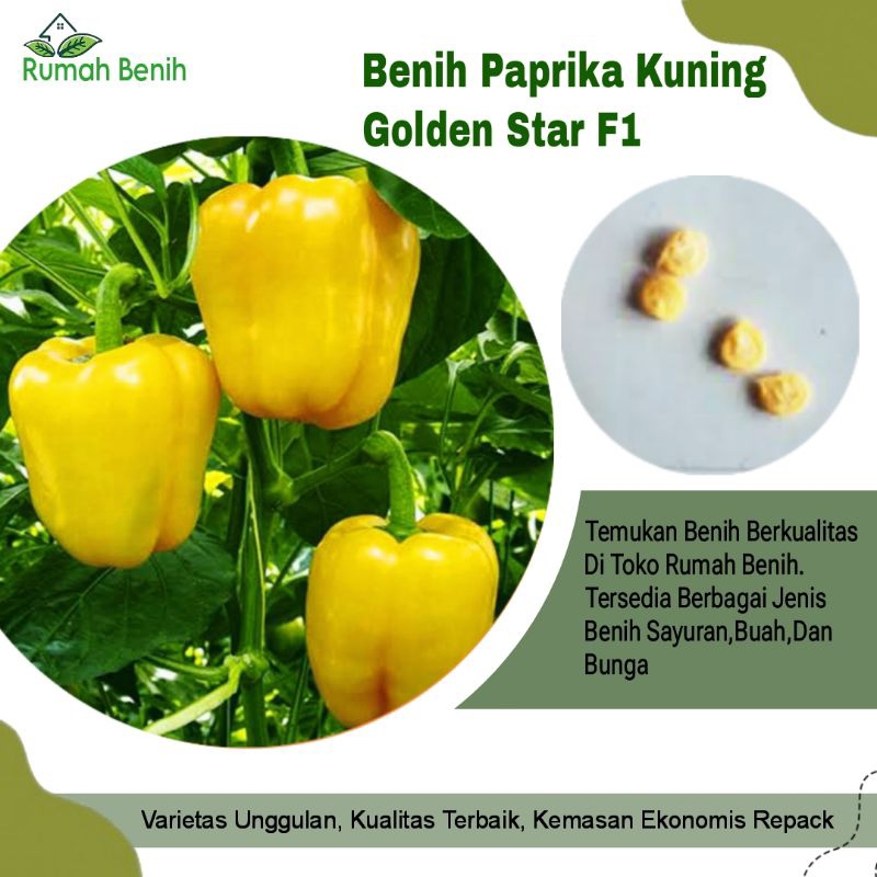 Benih Paprika Kuning Golden Star F1 / Bibit Benih Paprika kuning / Biji Benih Paprika / Benih Sayura