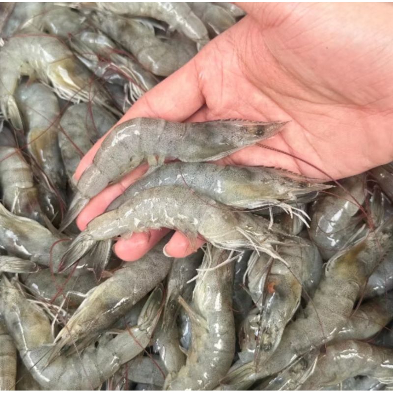 

Udang segar fresh/ udang Vanama fresh/ udang laut fresh