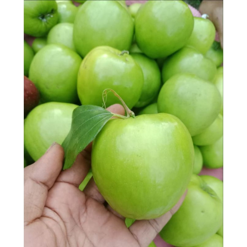 Bibit Apel Putsa / Bidara India Cepat Berbuah