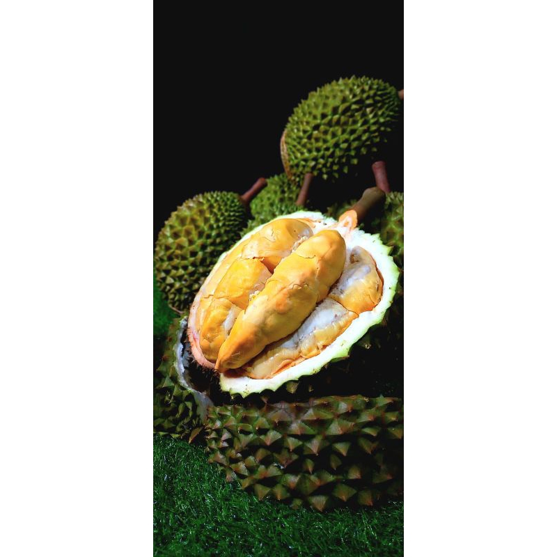 

Durian bawor premium perkebunan