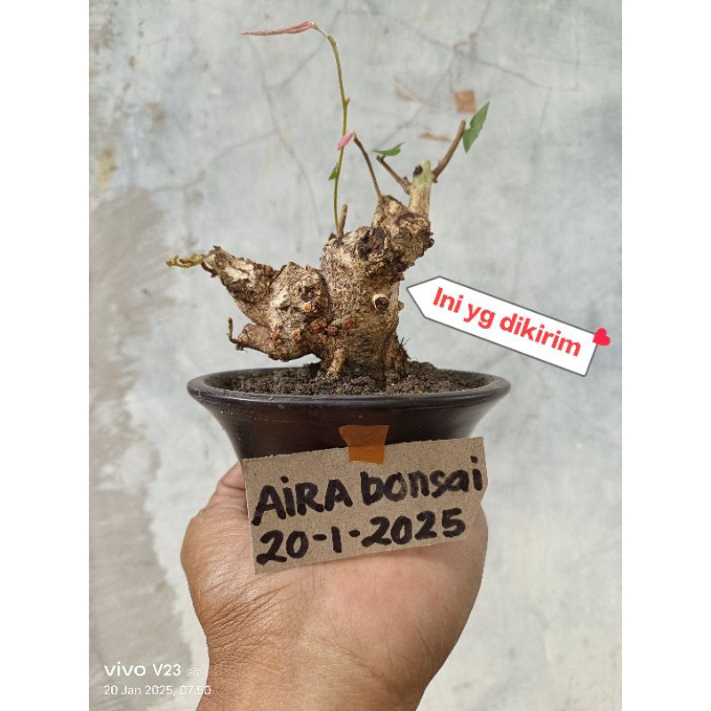 bahan bonsai Walikukun