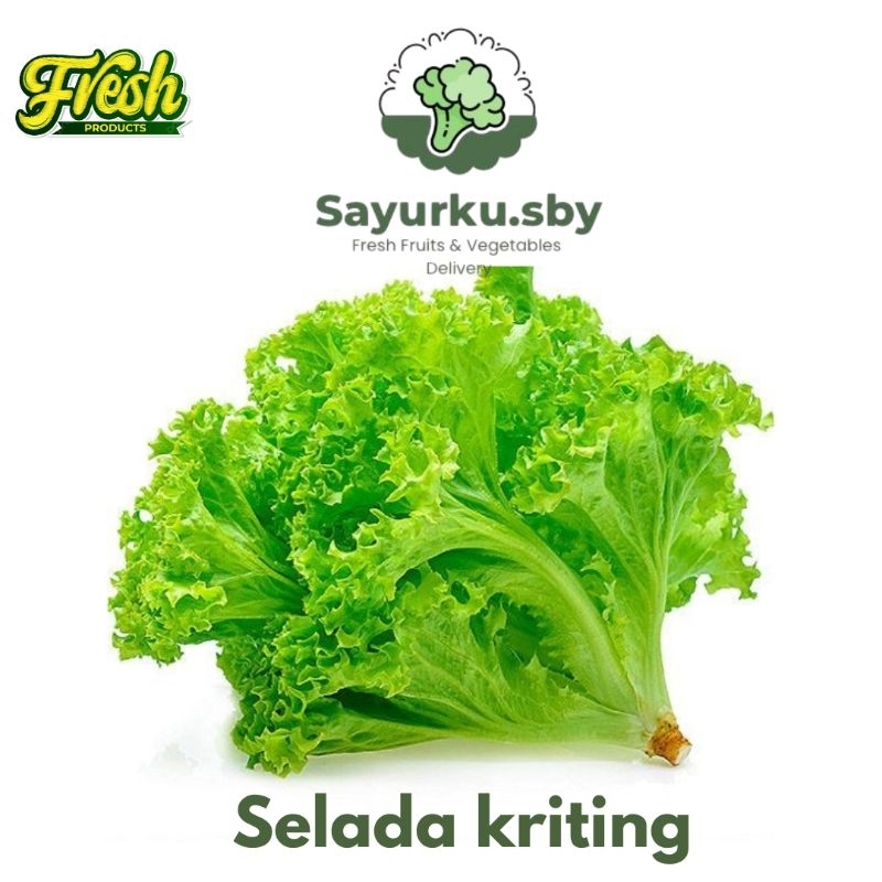 

SayurkuSby (Bisa kirim instan) Selada Kritiing lalap/ Salad FRESH 250GR- 1KG