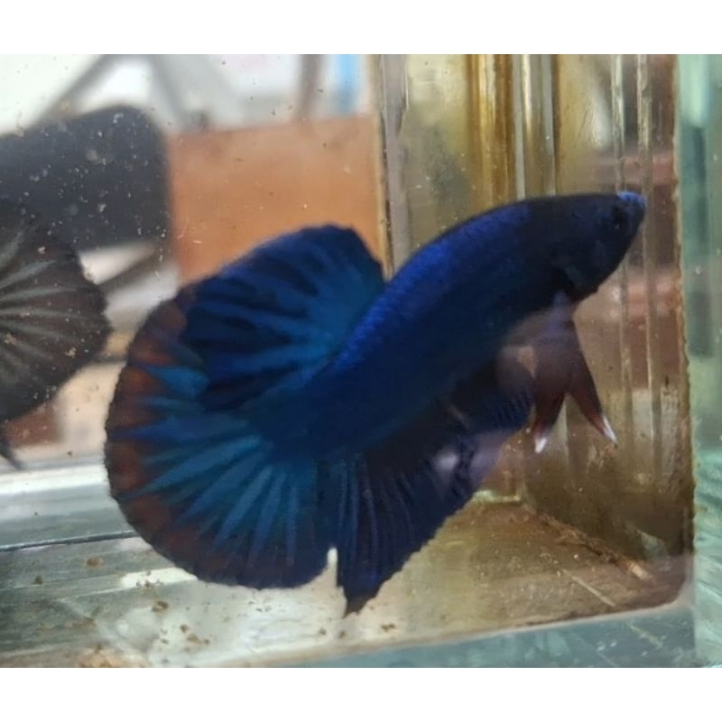 baby giant hmpk besgel