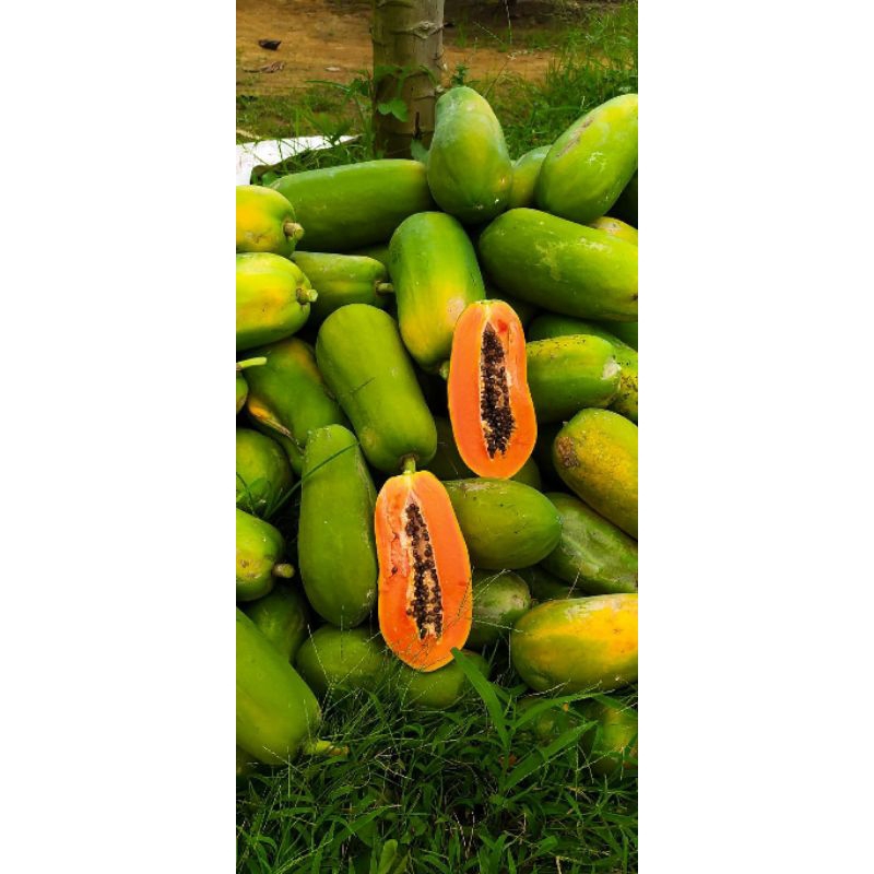 

Pepaya California madu 1 buah