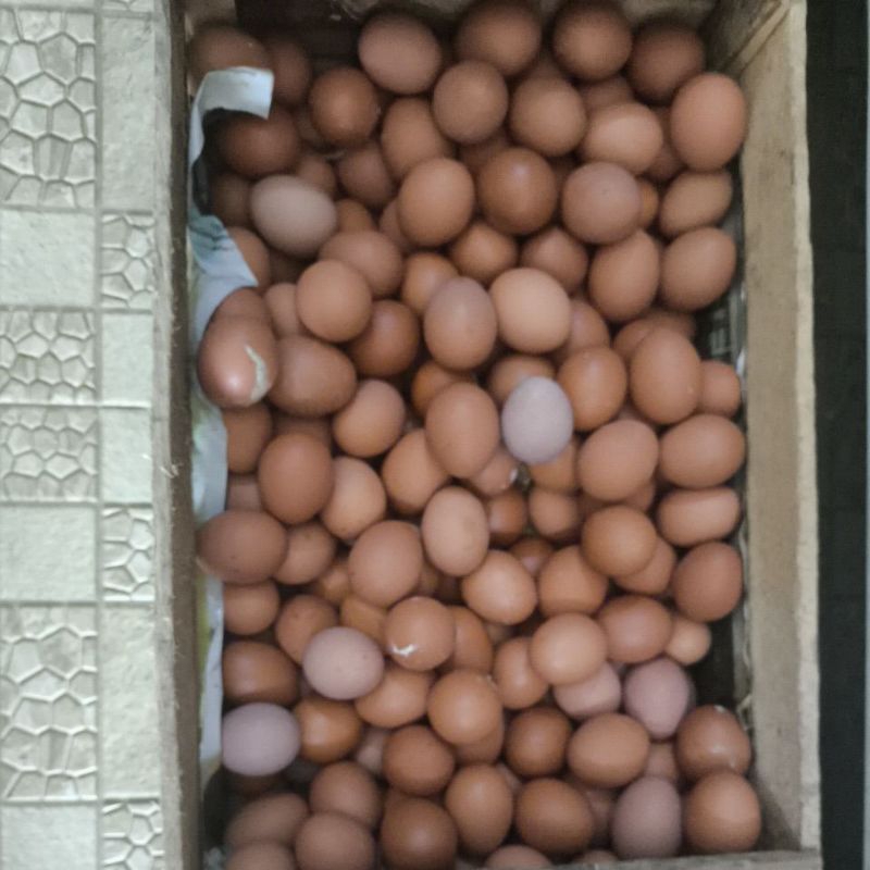 

Telur 1Kg