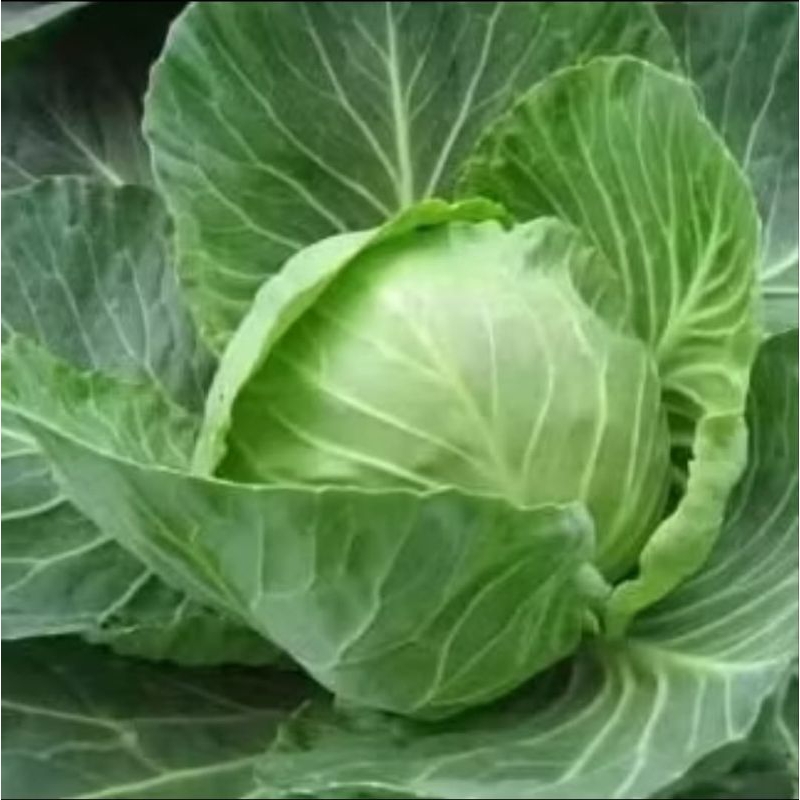 

BENIH KOL BENIH KUBIS HIJAU SAYUR