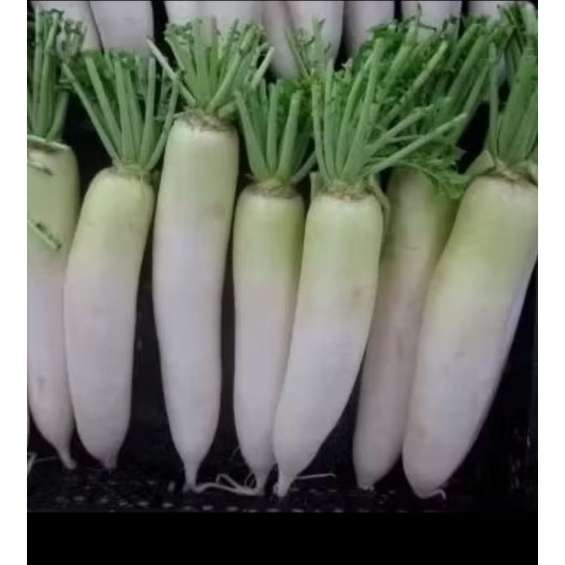 BENIH LOBAK PUTIH F1 HIBRIDA BENIH SAYUR SERIBUAN