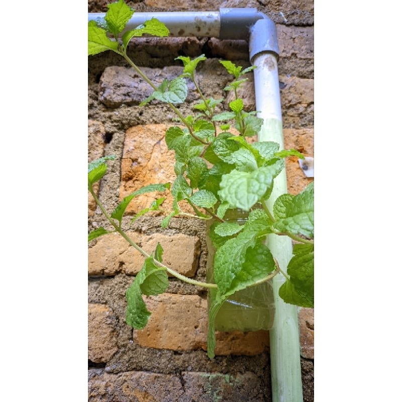 

daun mint segar fresh