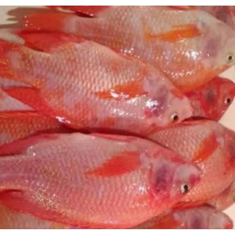 

ikan nila merah berat 1kg