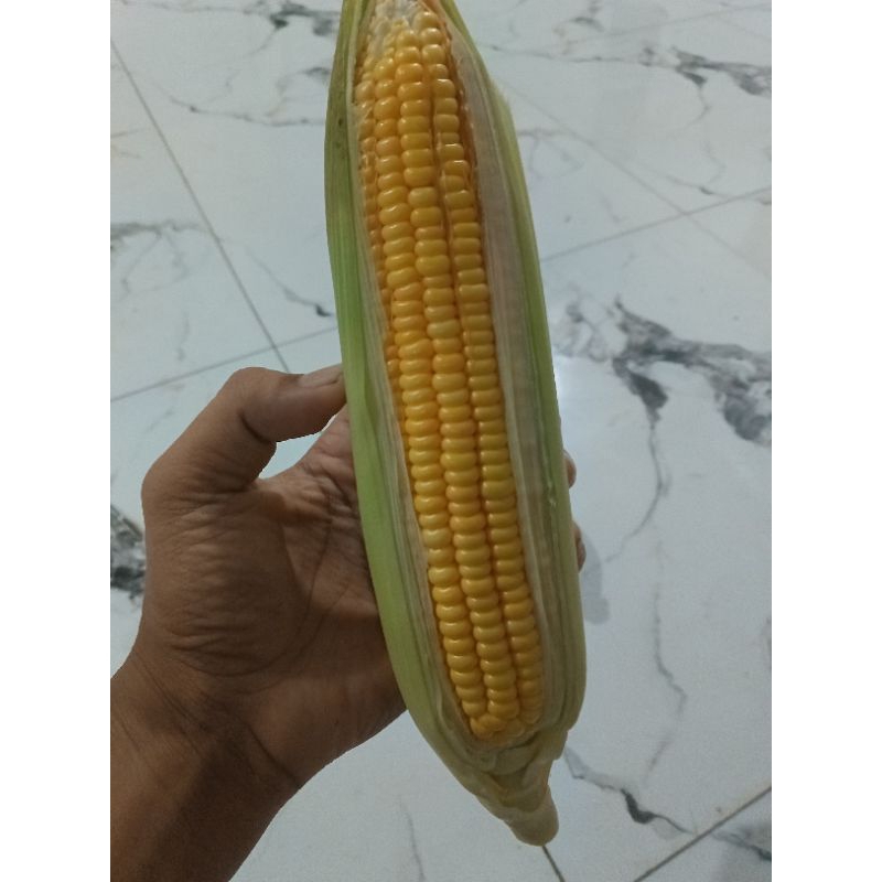 

Jagung manis satuan
