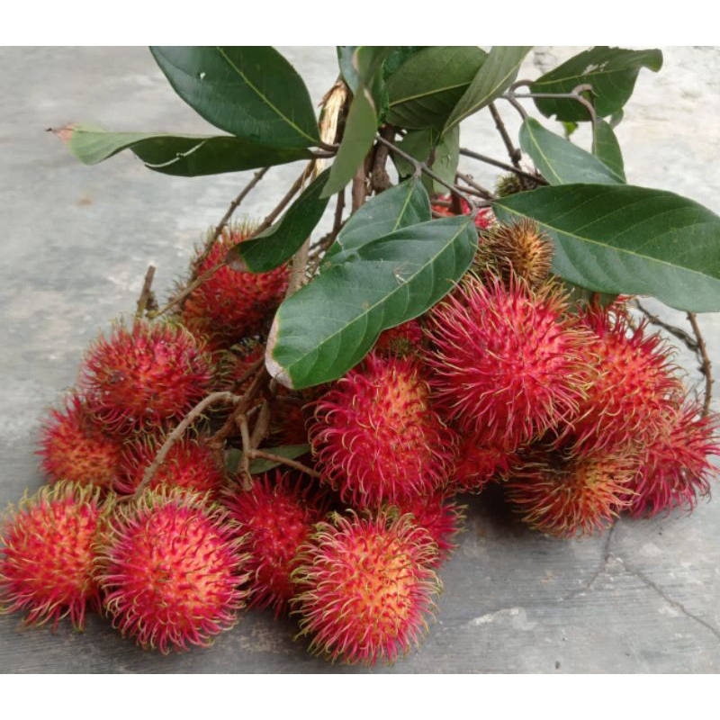 

Buah Rambutan ACHE Blitar Manis sedikit asam segar 1 kg