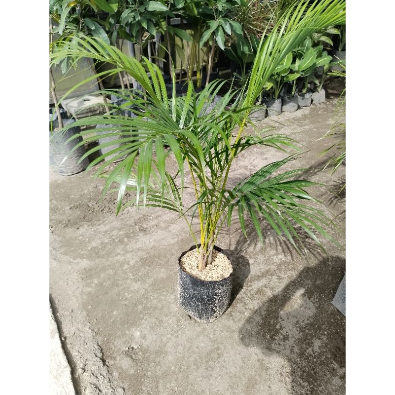 Bibit palem kuning,palem kuning,palem kupu kupu,palem tebu