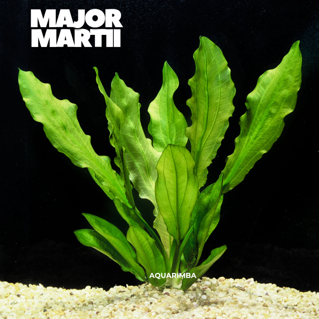 Echinodorus major martii - tanaman aquascape tanpa co2