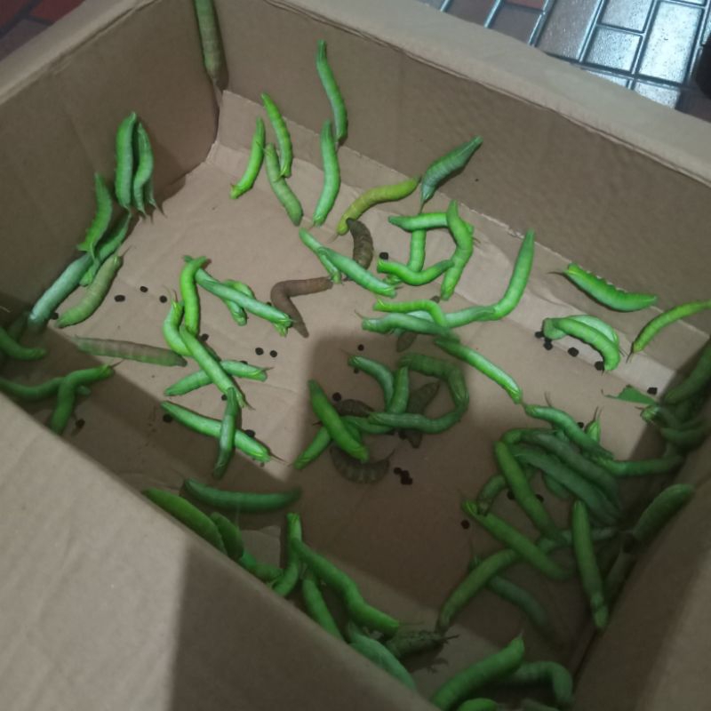 ULET PACE MENGKUDU ( extra packing ) UMPAN GACOR INDUK