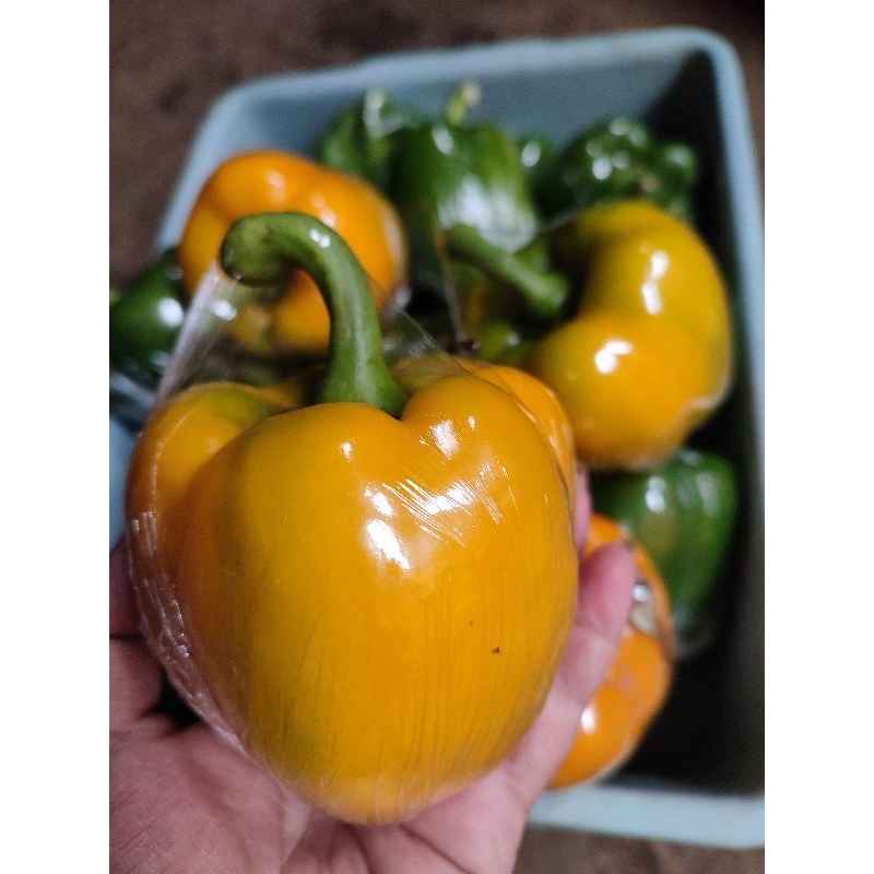 

paprika kuning