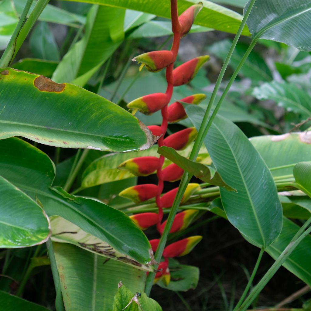 Pisang betet, pisang pisangan, pisang bali, heliconia rostrata