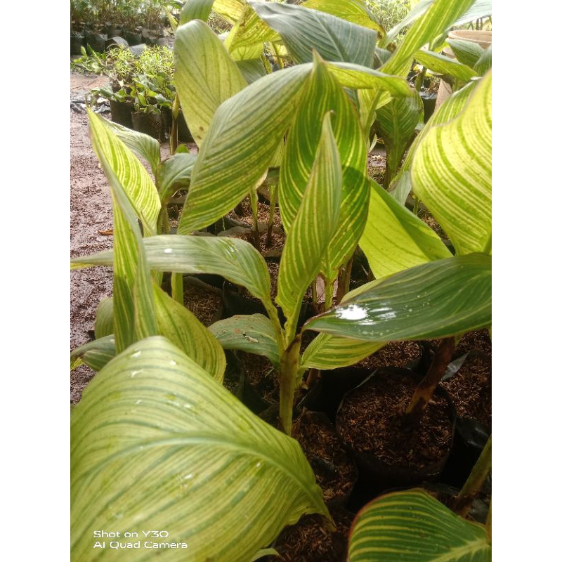 pohon pisang kana/tanaman hias pisang kana